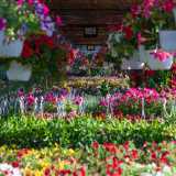 ...e una �valle� di fiori